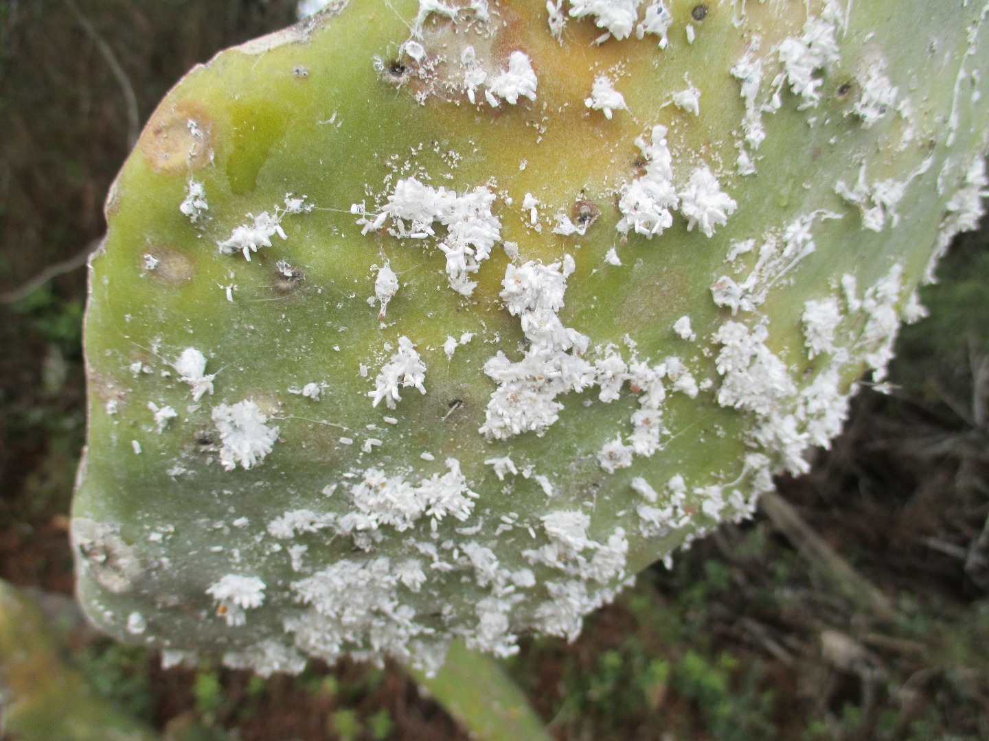 Woolly Aphid Damage to Plants