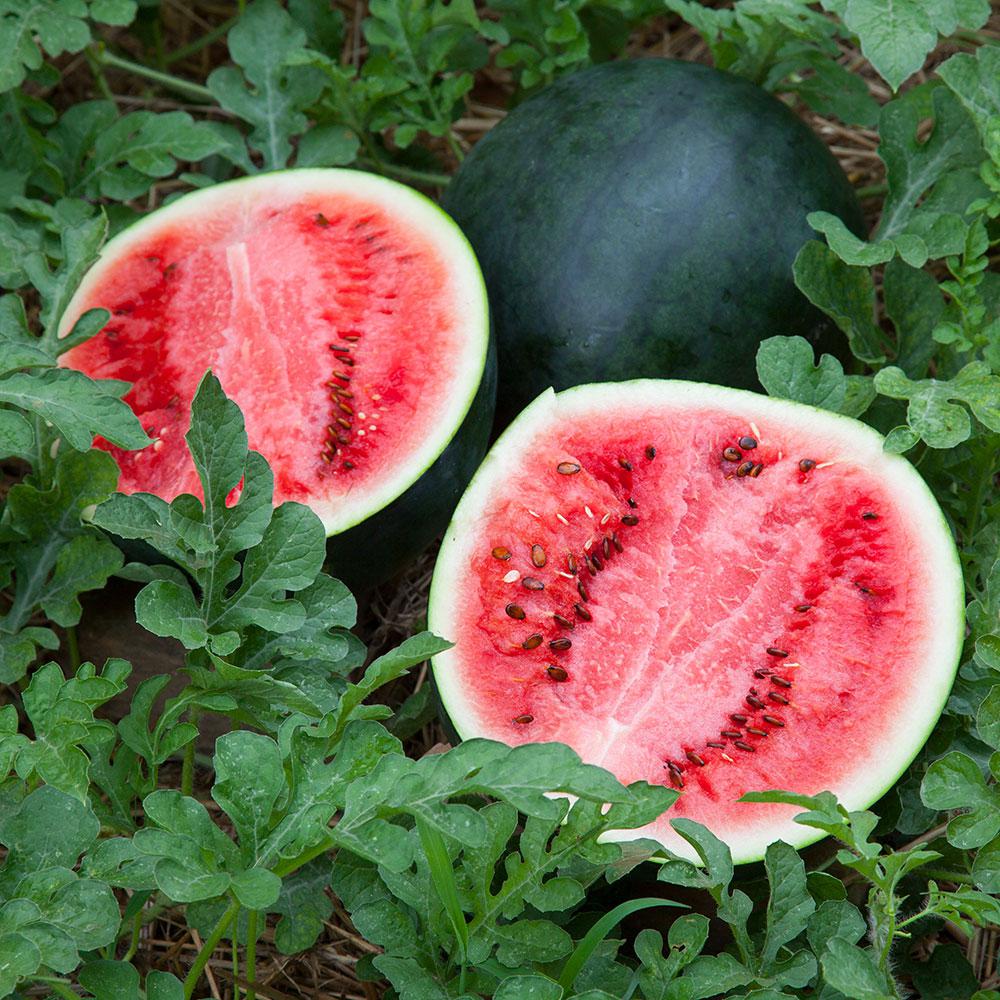 Complete Guide on Growing A Sugar Baby Watermelon