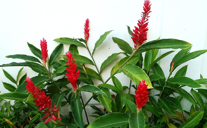 red ginger plant