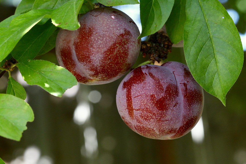 How to Grow and Care Pluots