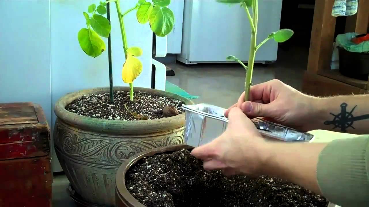 How to Plant Potatoes Indoors