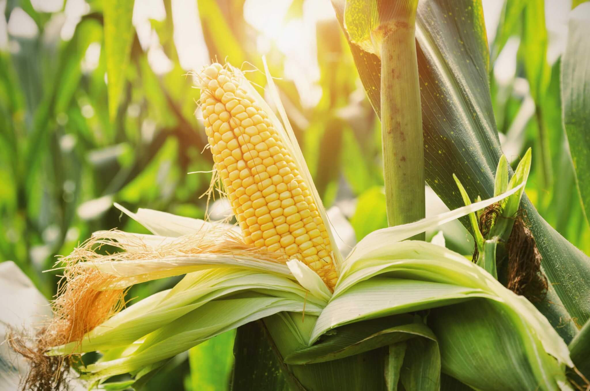 How to Plant Corn in Containers