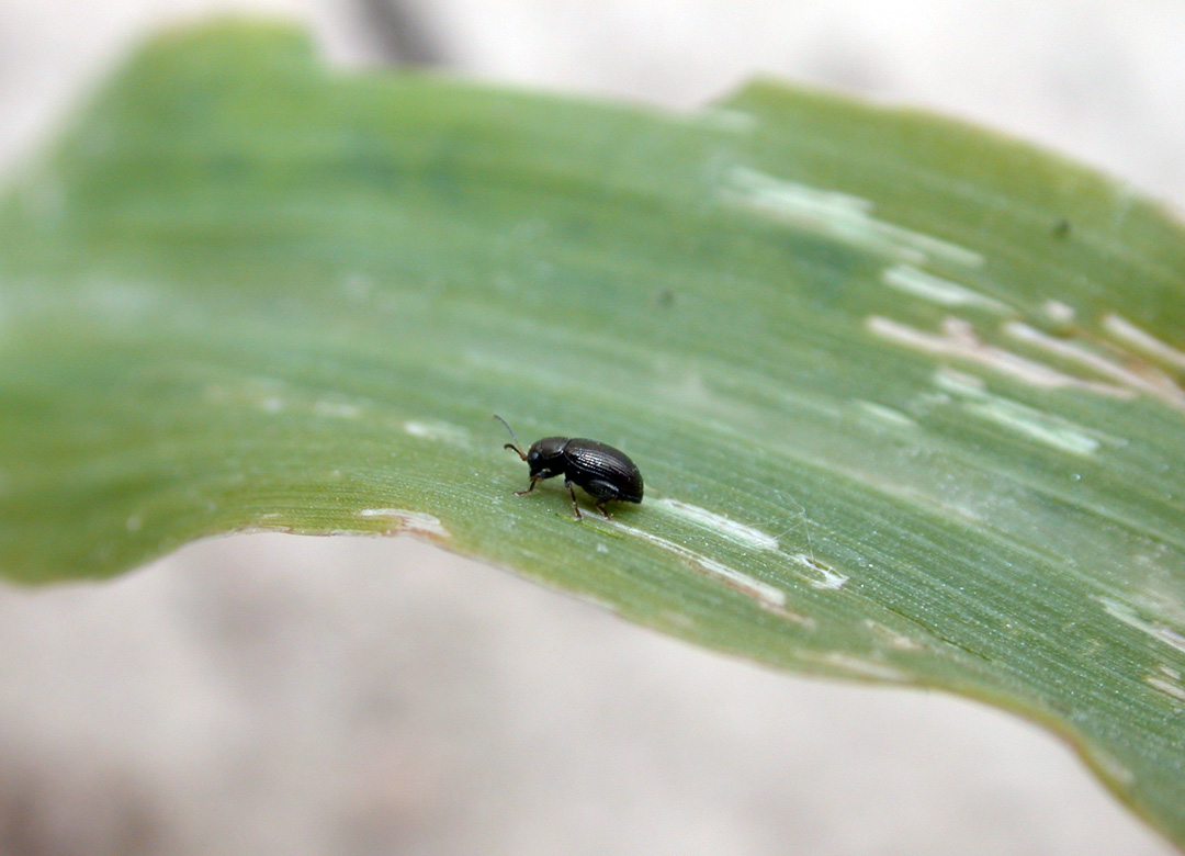 Corn Flea Beetles