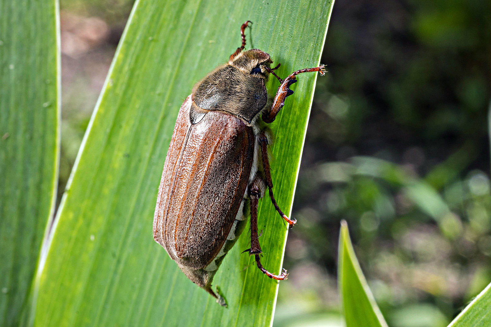 What June Bugs Are Attracted to?