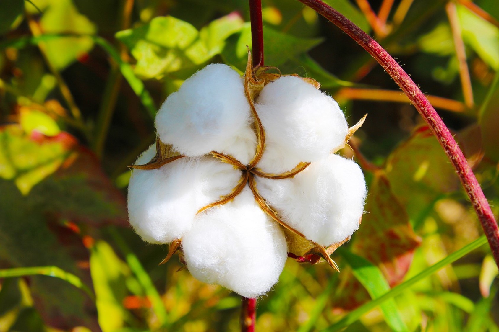 Cotton Plants Care