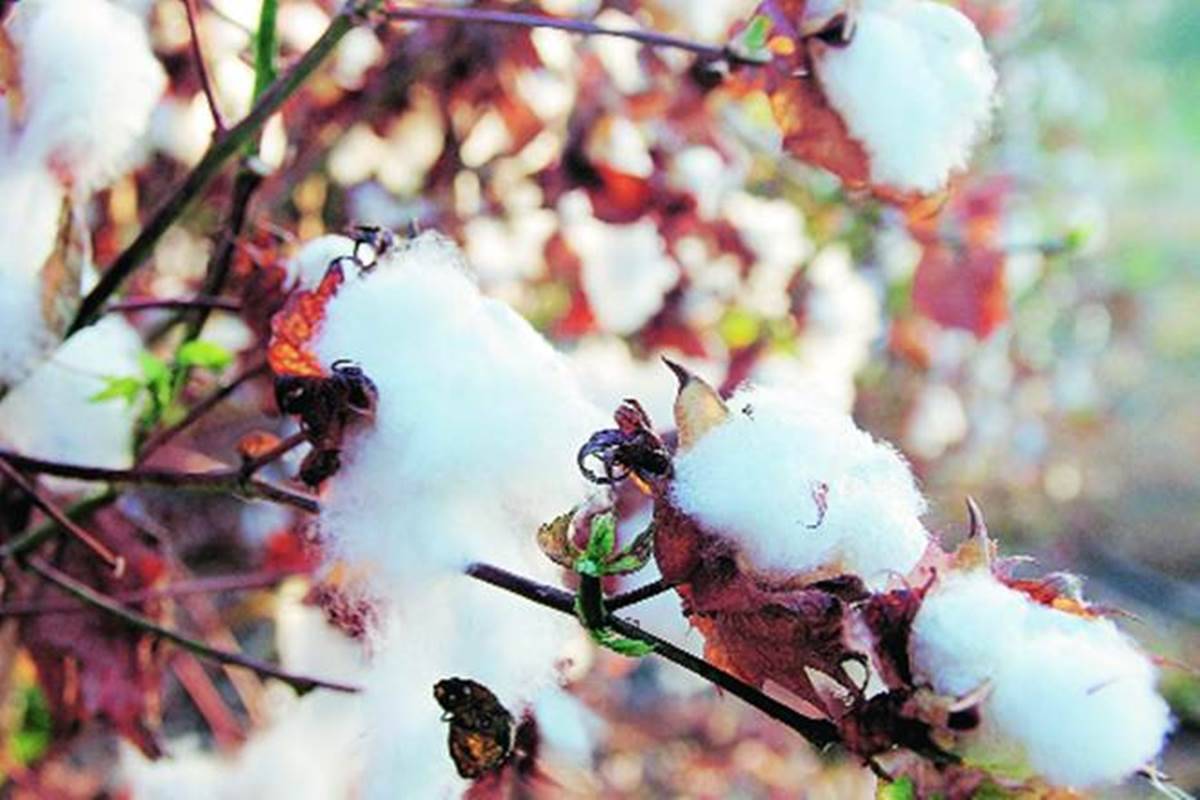 Problems and Solutions to Growing Cotton