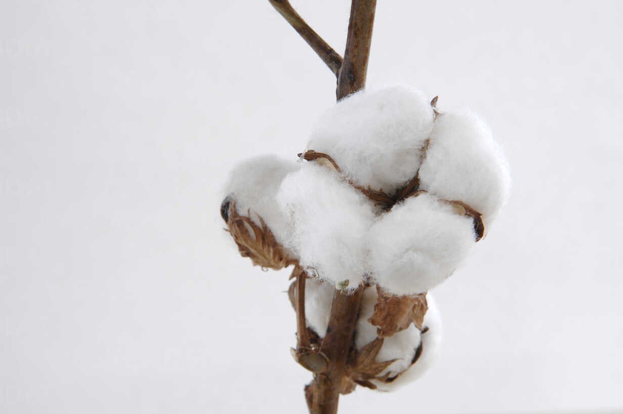What is Cotton Bolls?