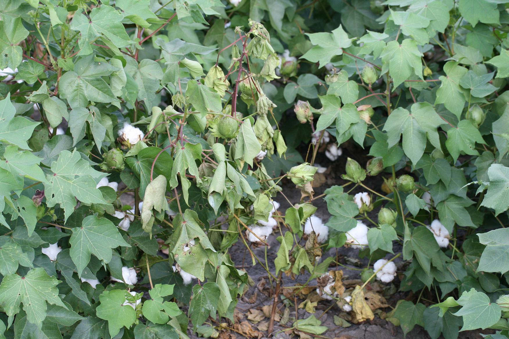 Cotton Root Rot