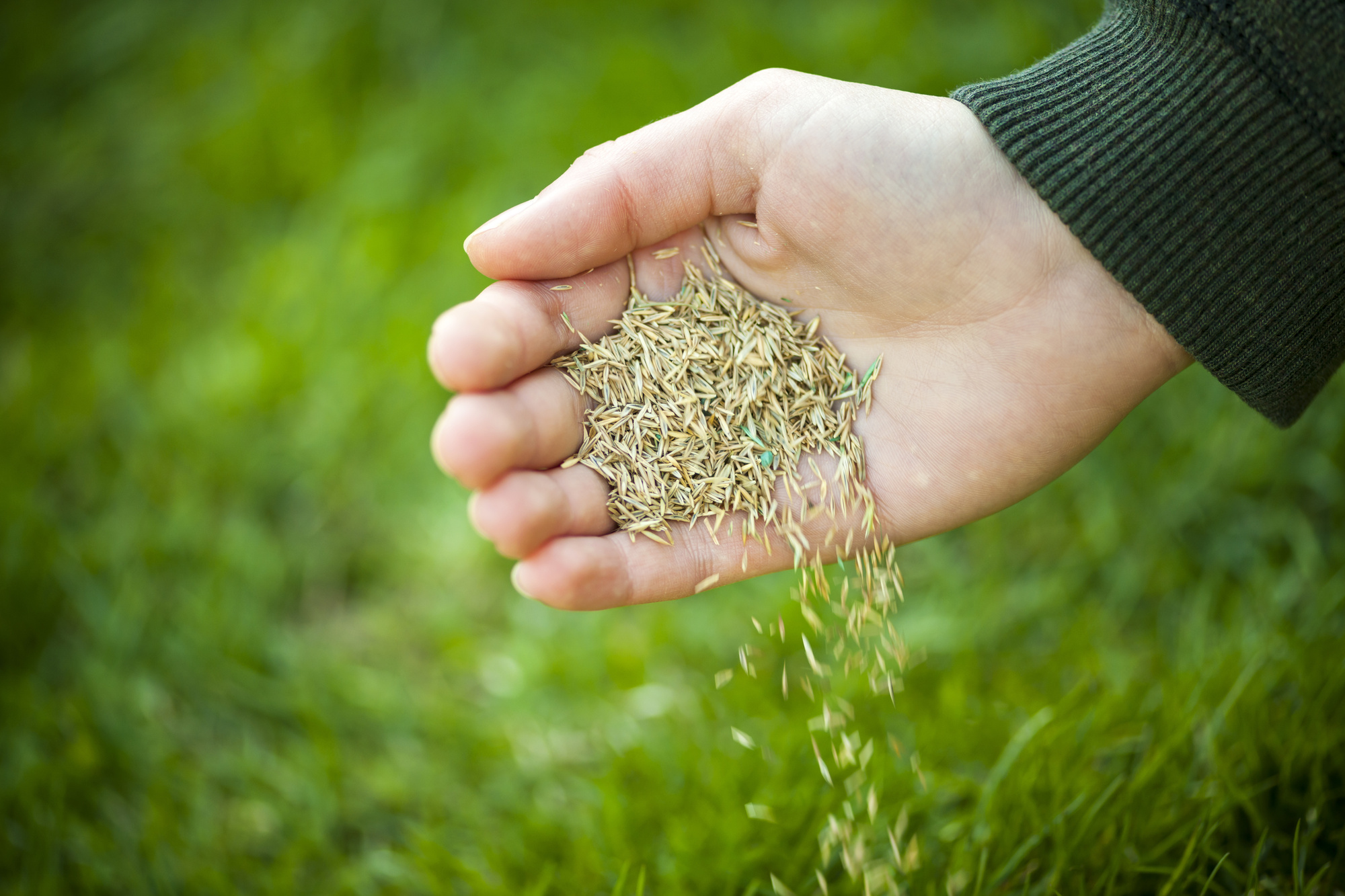Best Grass Seeds for the Southern States