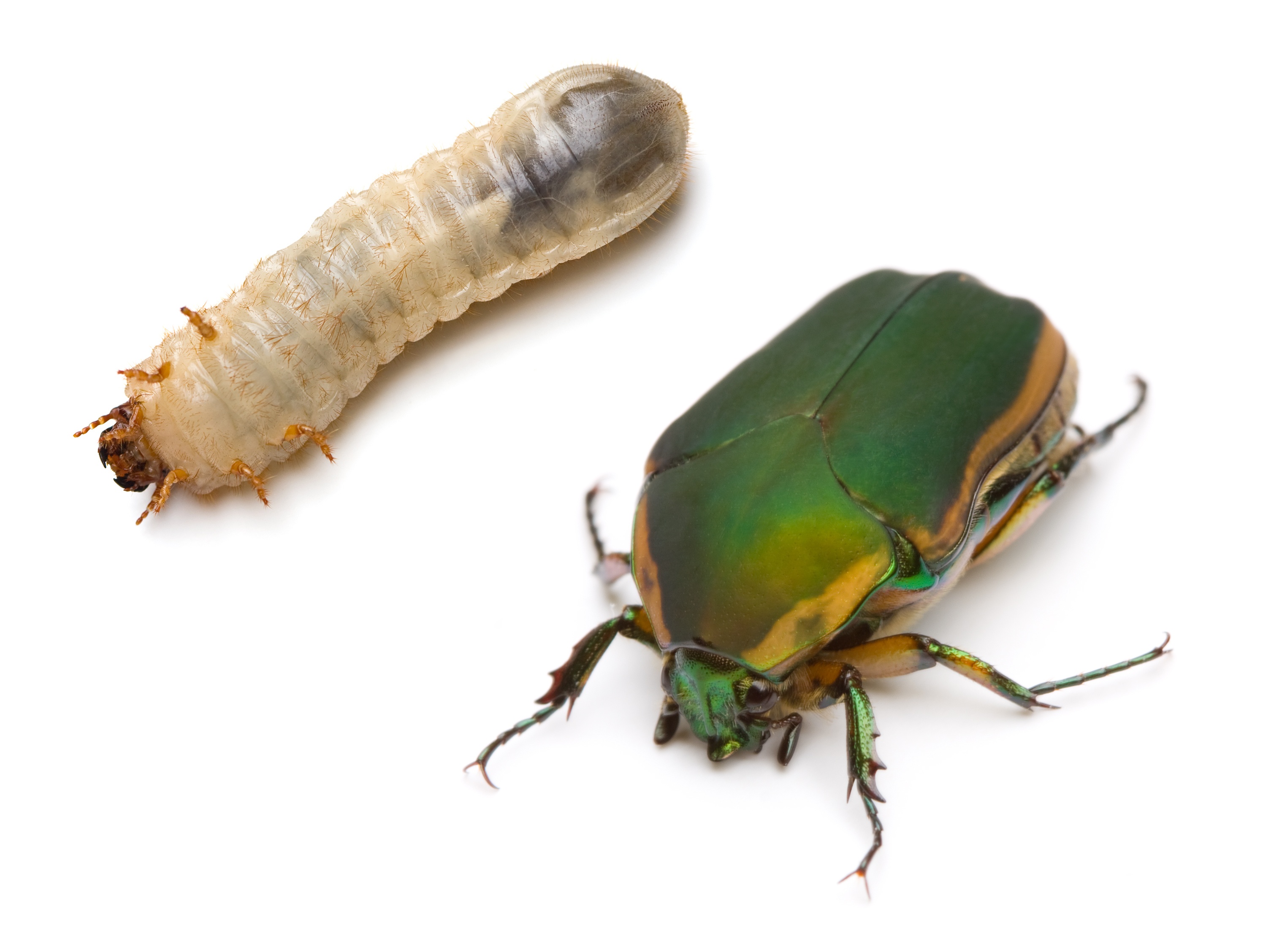 The Life Cycle of a June Bug