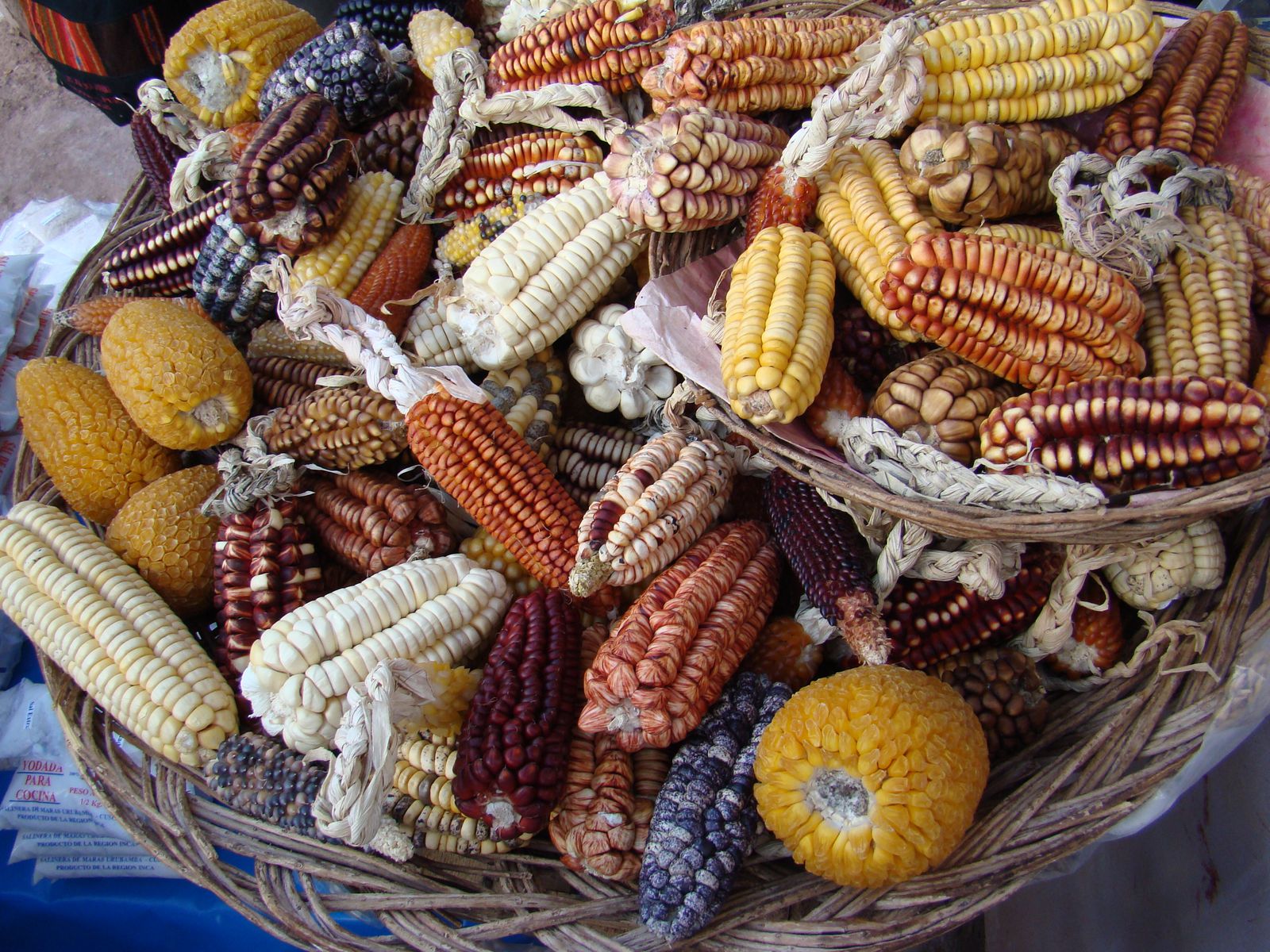 Types of Corn