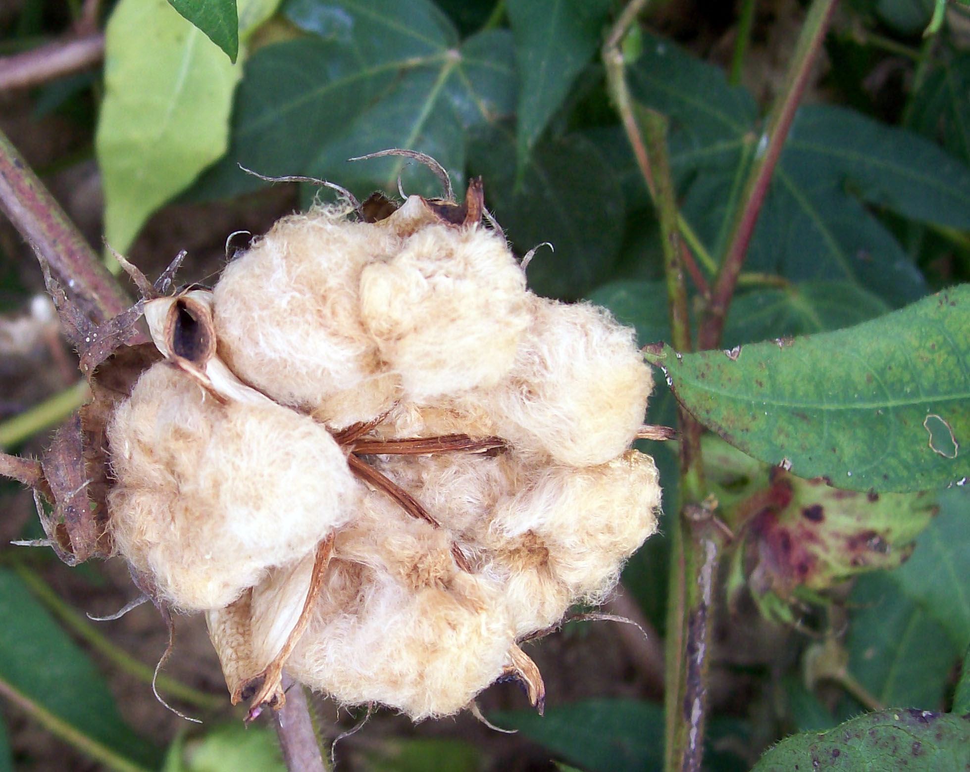 Nankeen Cotton