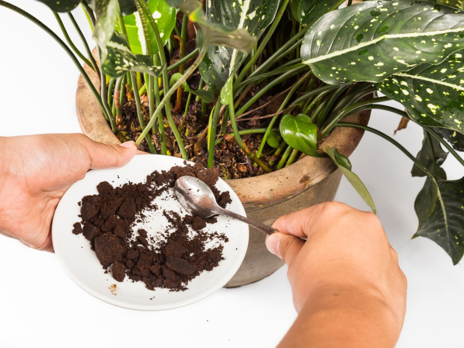 Coffee Grounds in the Soil