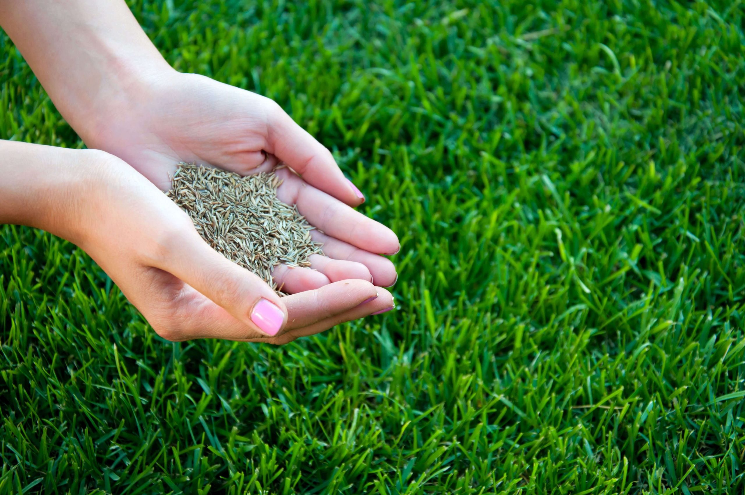 Select the Grass Seed Products
