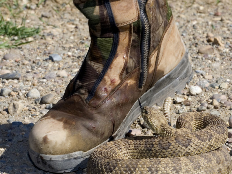 How to Reduce the Risks of Snake Holes In Yard