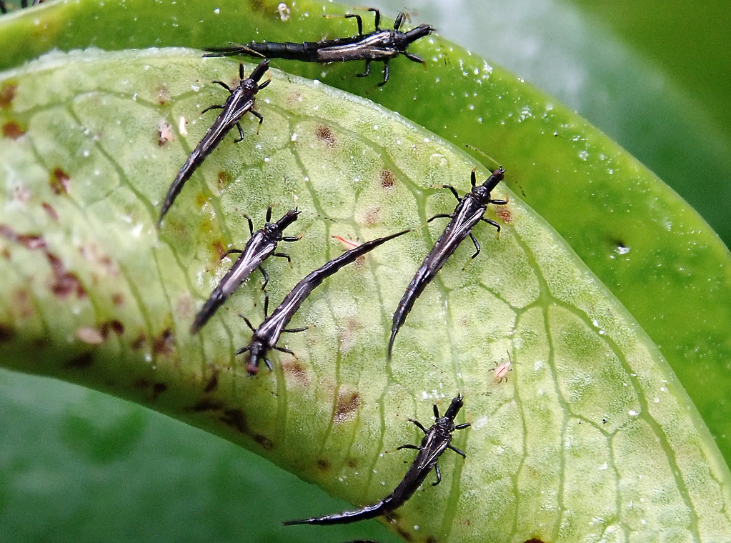 What Are Thrips?