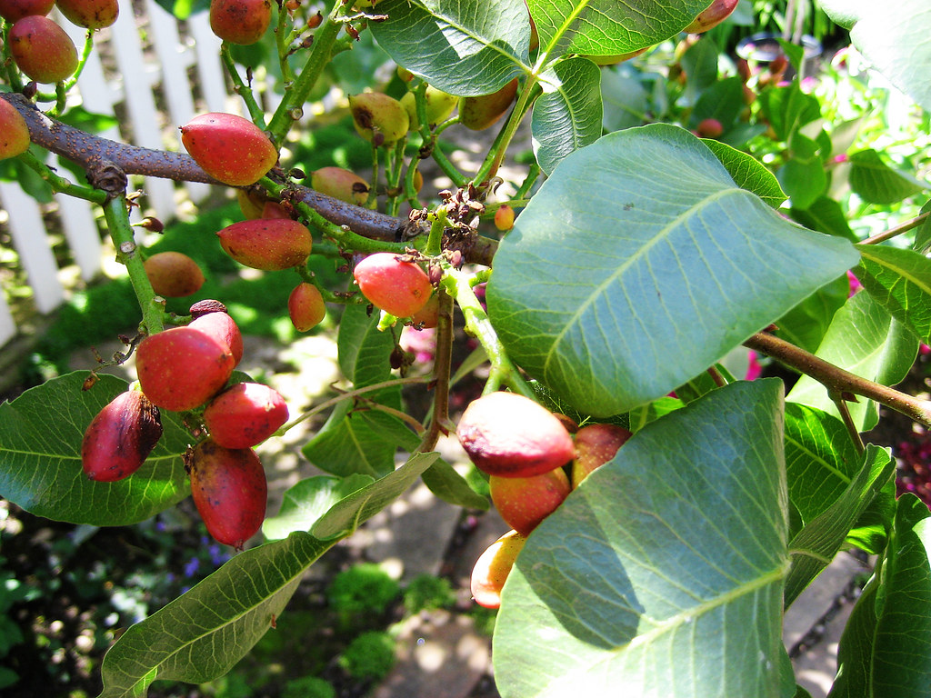 Pistachio Nut Tree 