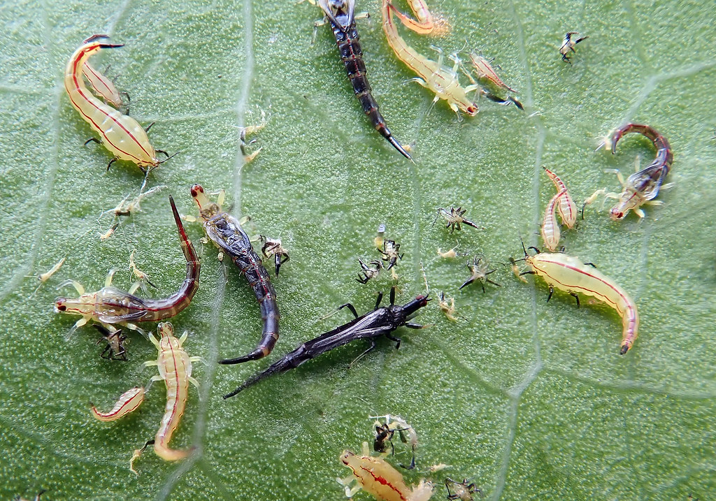 The Significant Damages of Thrips