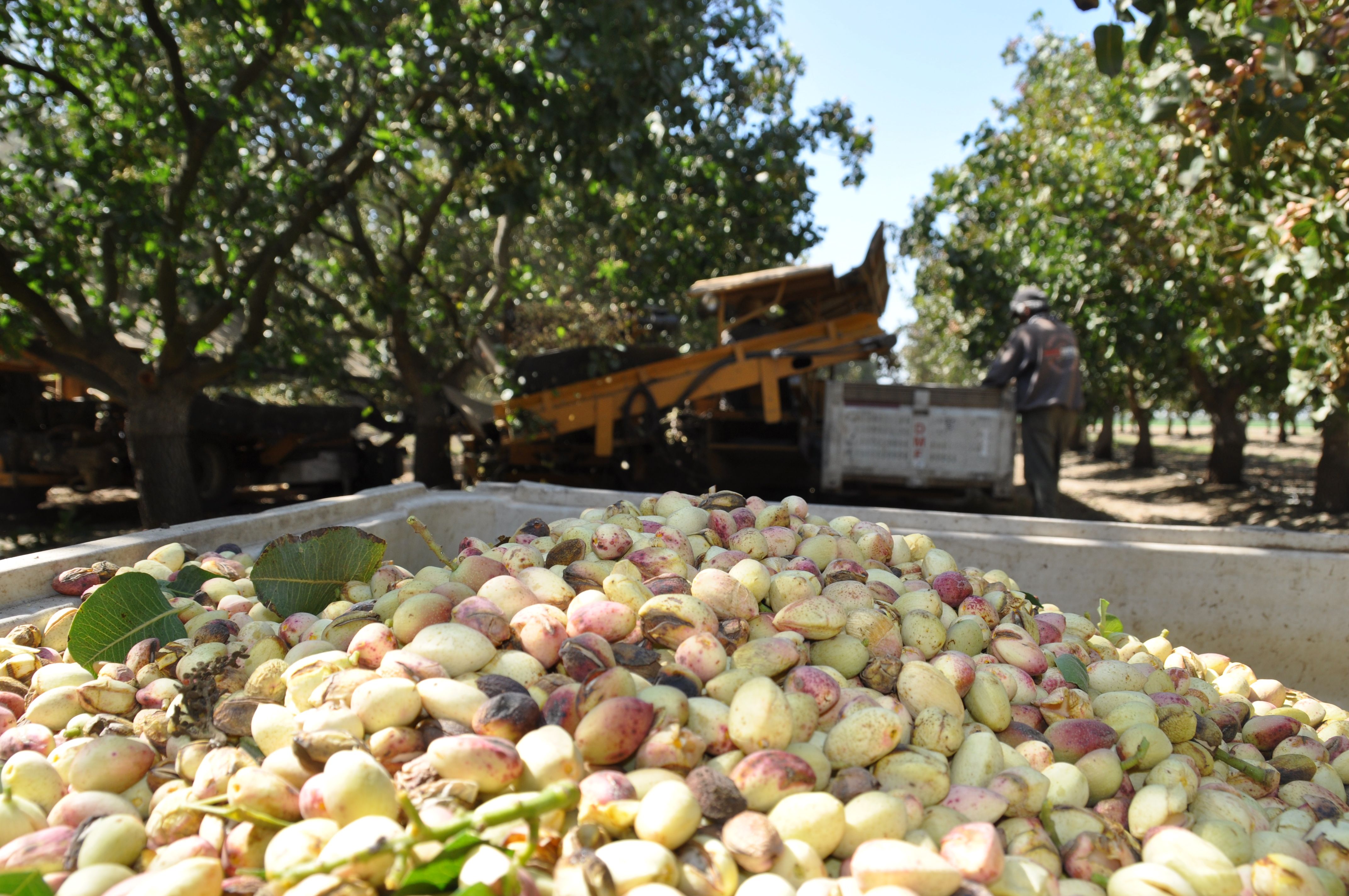 How Will You Harvest Pistachios