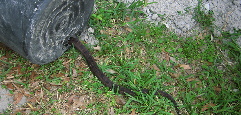 Identifying the Snake Holes In Yard