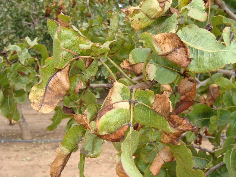 Common Pests and Disease in Pistachio Tree 