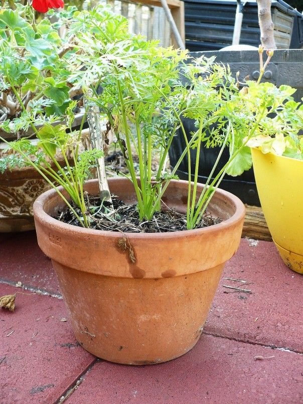 Growing Carrots in a Pot