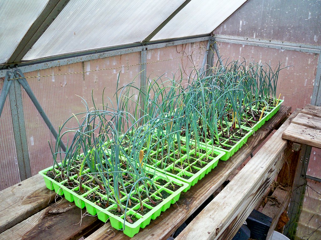 How to Grow Shallots Indoors