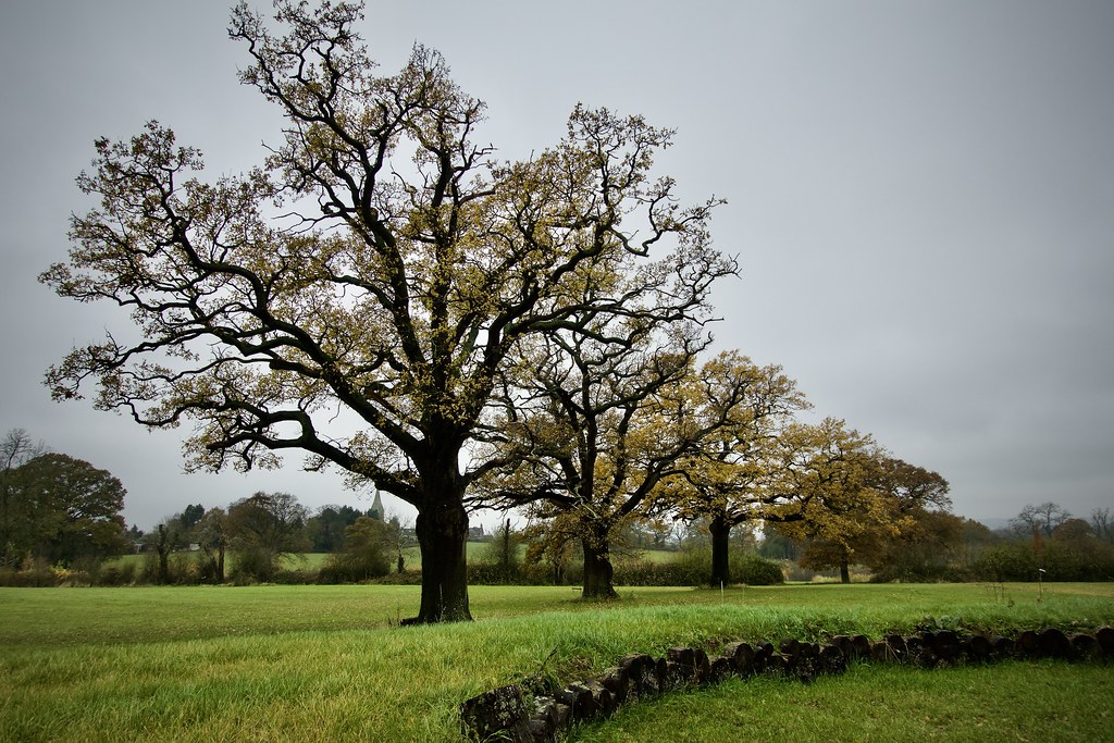 Oak Trees Different Types and Rate