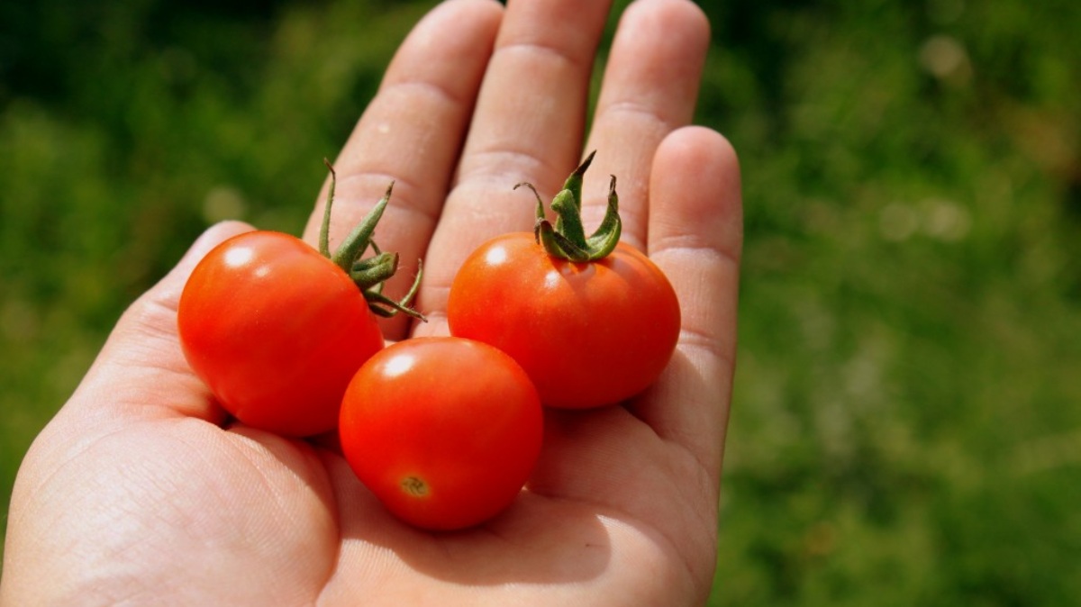 Boy Tomatoes Seeds