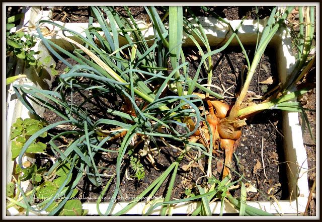 How to Grow Shallots from Scraps