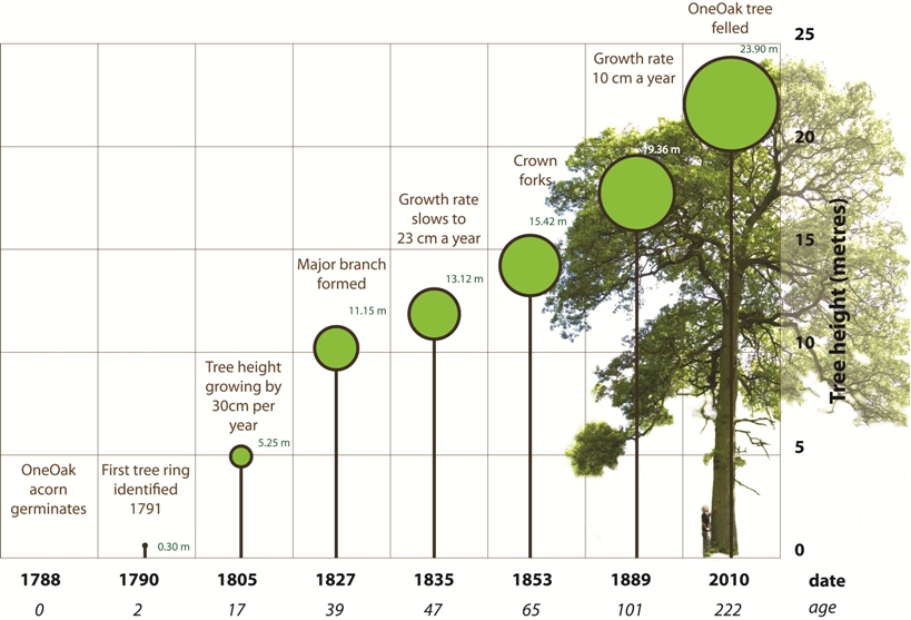 Oak Tree Growth Rate Chart