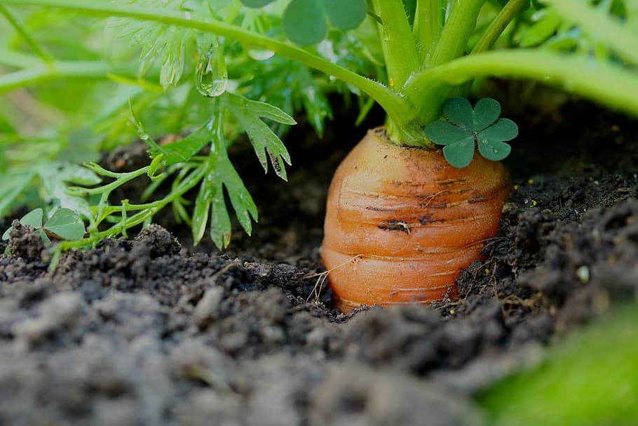 How Long Do Carrots Take to Grow