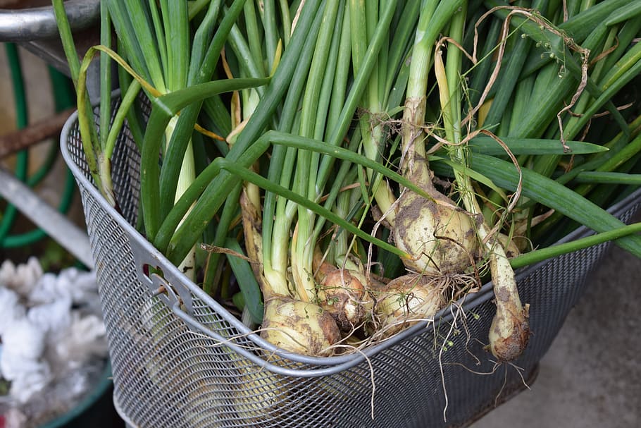 How to Grow Shallots in Pots