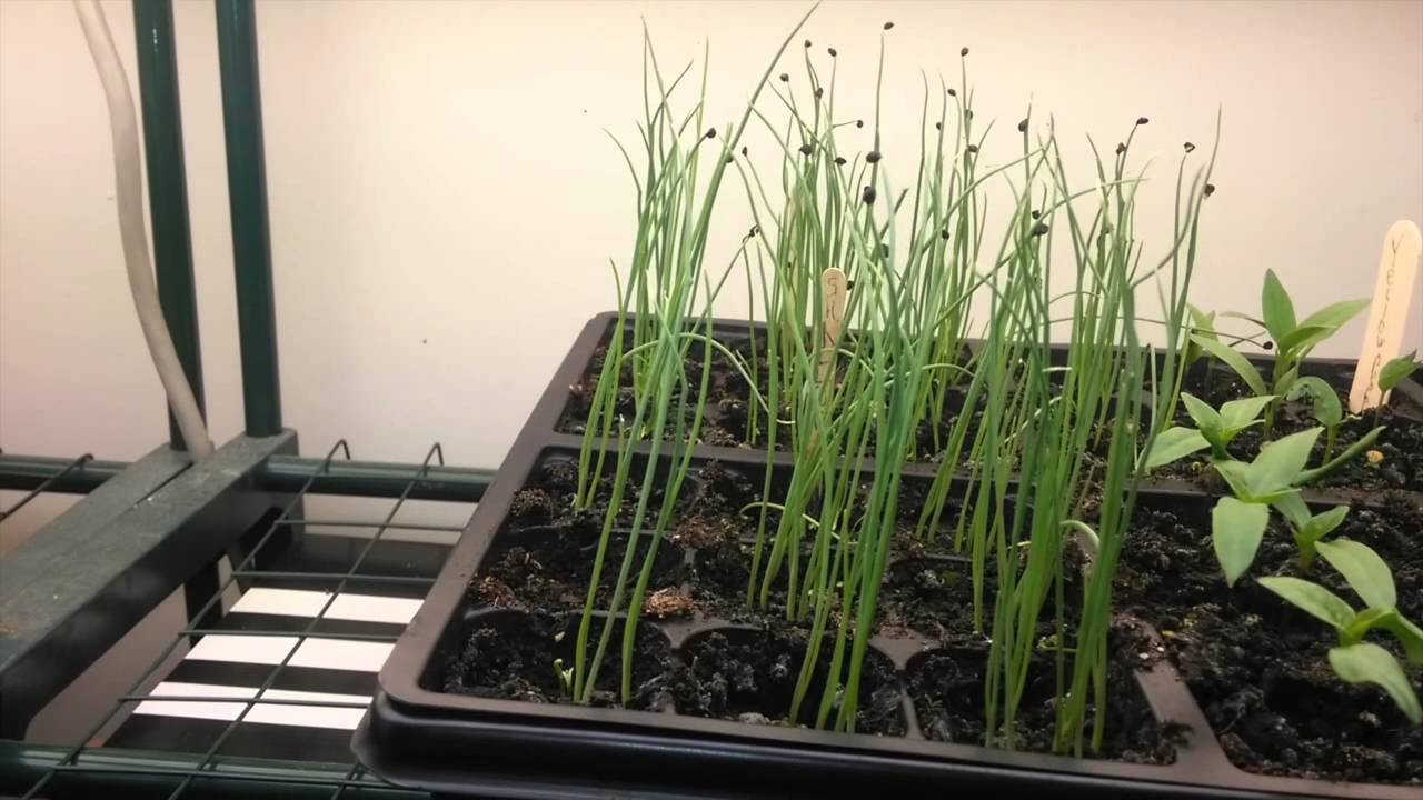 How to Grow Shallots from Cuttings