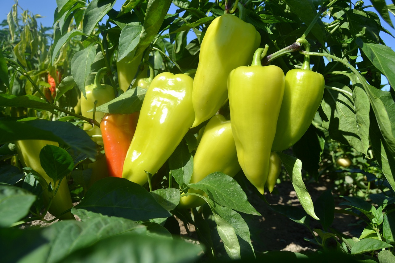 How Long Do Bell Pepper Plants Live Outdoors? 