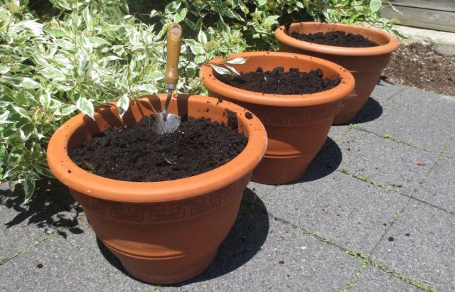 How To Transplant Asparagus Pots 
