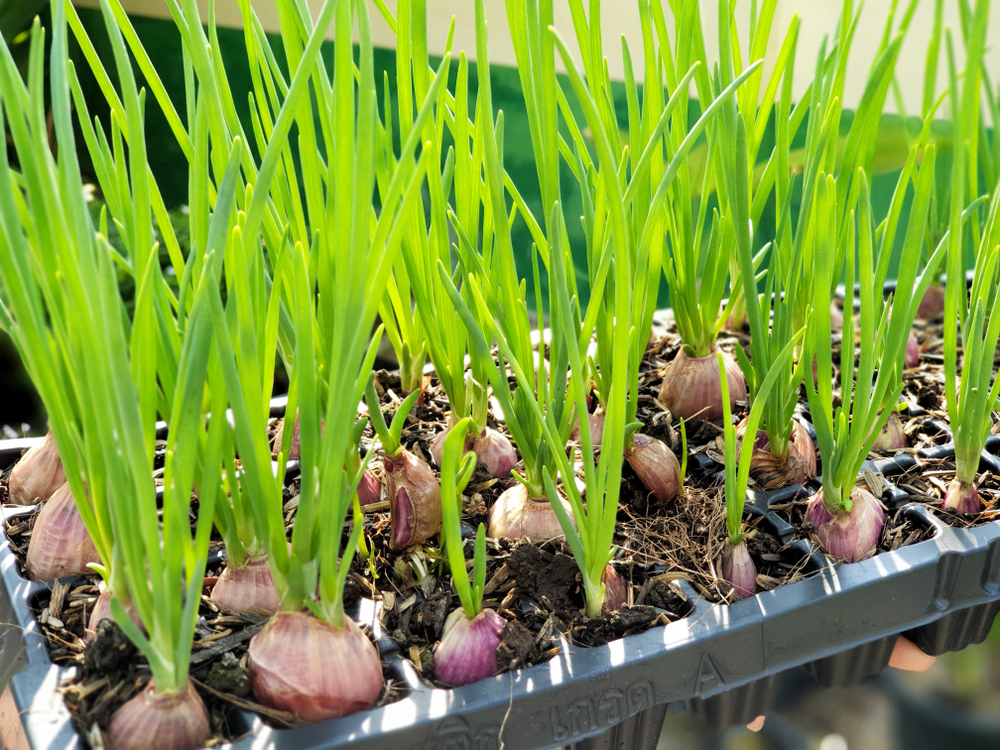 Planting Shallots from Seed