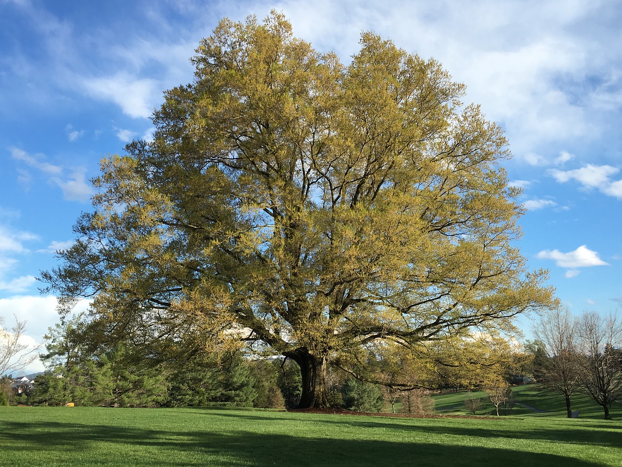 Oak Tree Common Issues