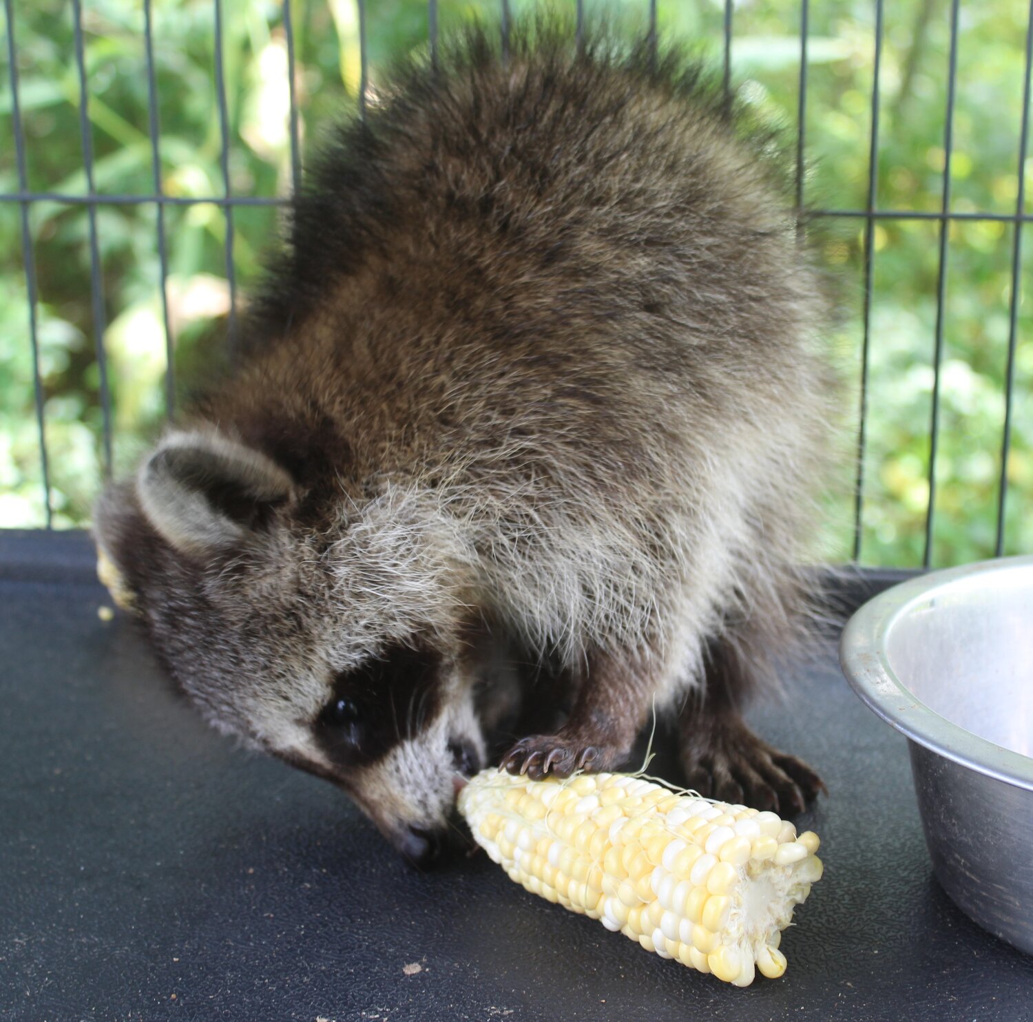 How to Keep Raccoons out of Corn Pile