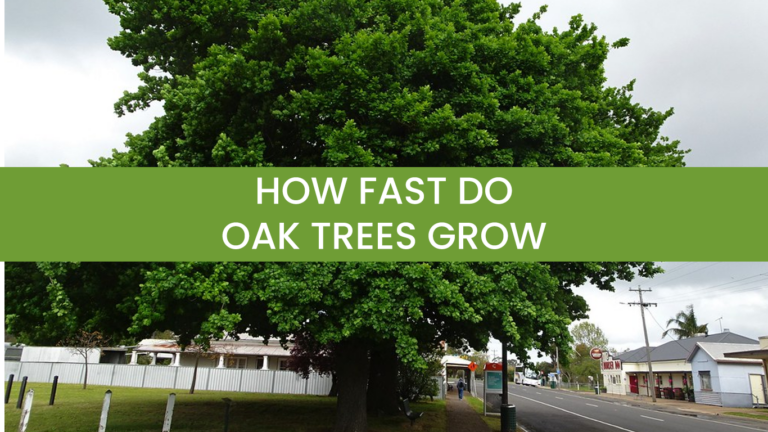How Fast Do Oak Trees Grow