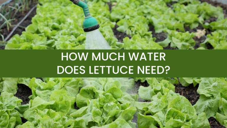 How Much Water Does Lettuce Need