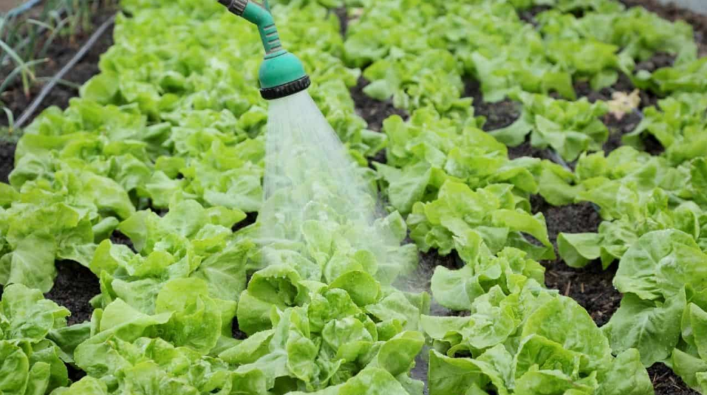 How Much Water Does Lettuce Need in ml