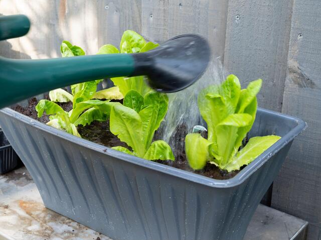 How Often to Water Lettuce in Containers