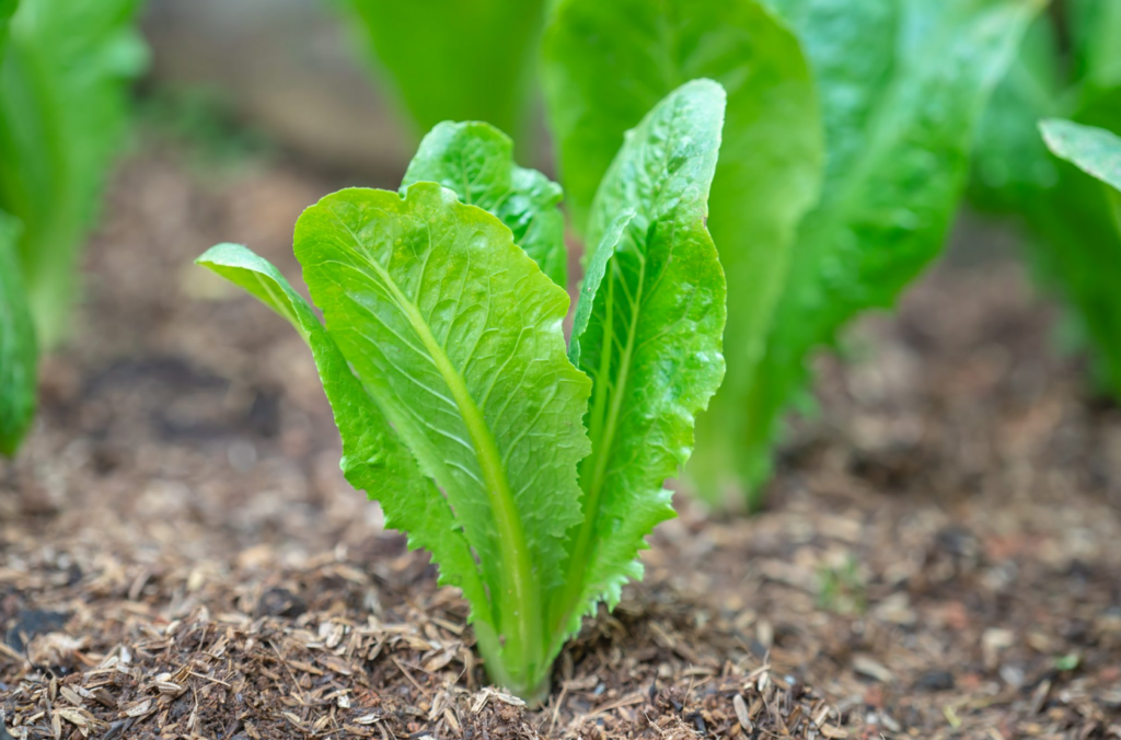 What Type of Soil Does Lettuce Need