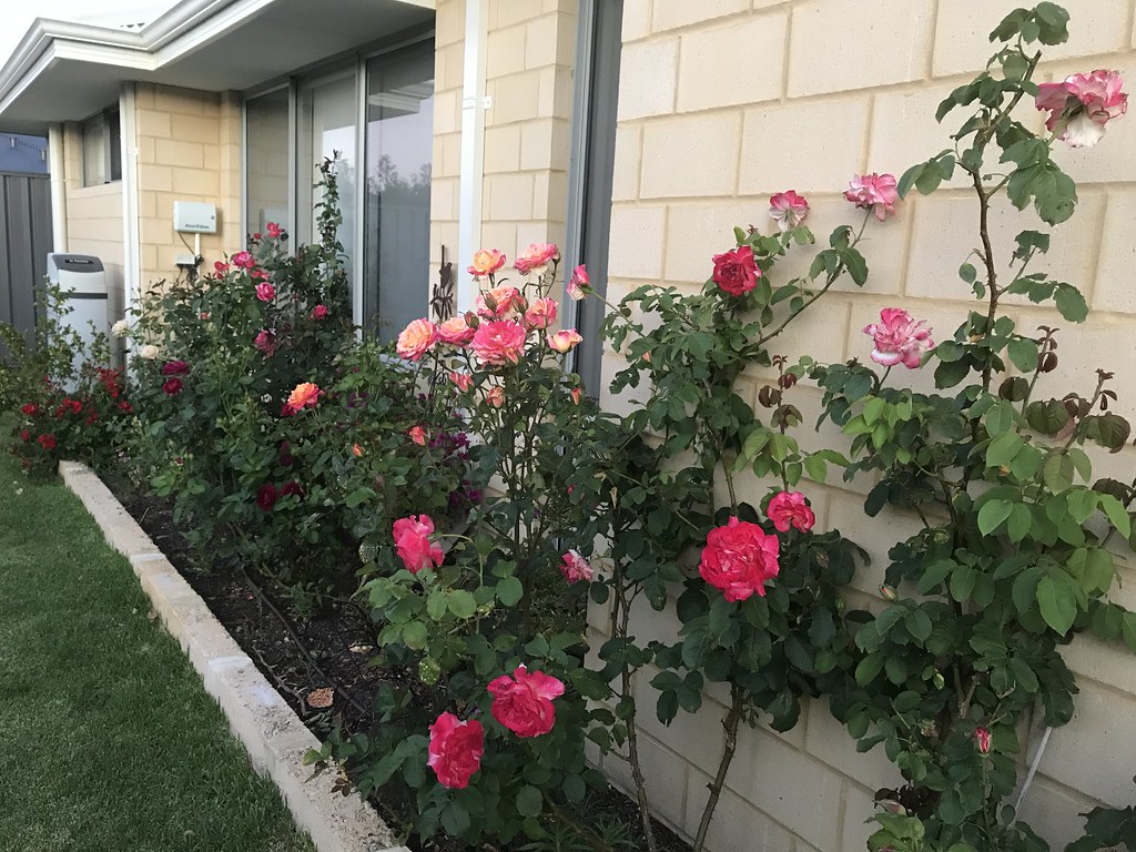 How To Care Long Stem Rose Bushes