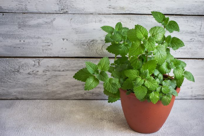 How To Grow Mint In Pot