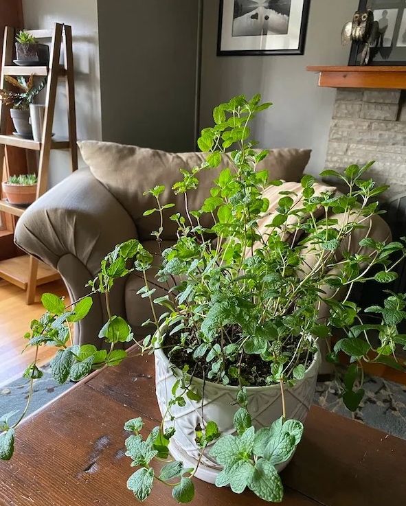 How To Grow Mint Indoors