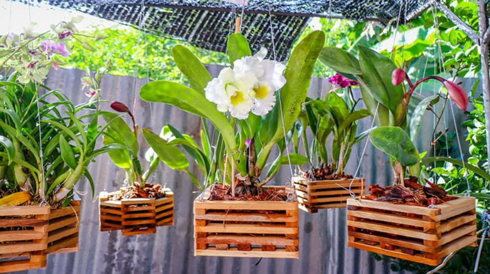 How To Hang Orchid Outside