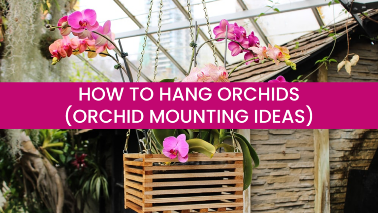 How To Hang Orchids
