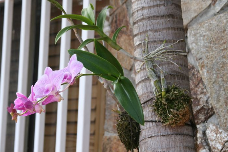 How To Hang Orchids on Trees